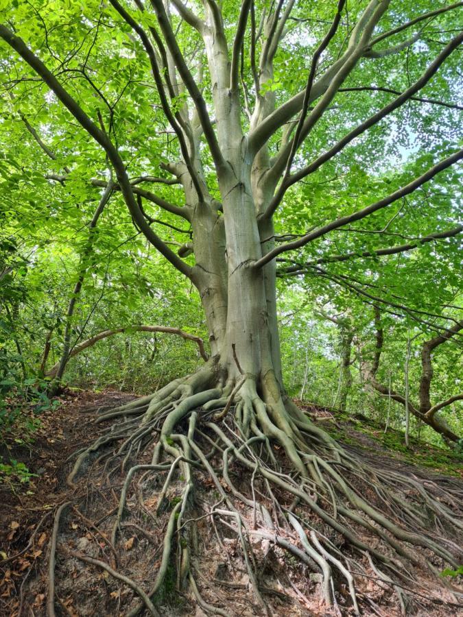 The Forester Schoorl Eksteriør billede